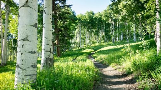 Evergreen Colorado Summer.jpg